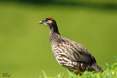 Francolin d'Erckel - Erckel's Francolin