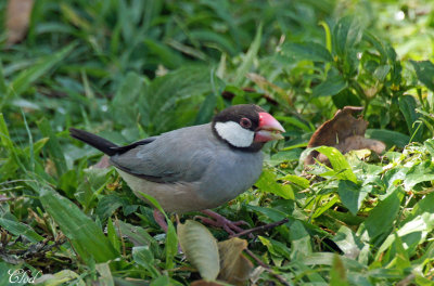 Padda de Java - Java Sparrow
