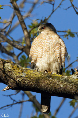 Épervier de Cooper - Cooper's Hawk