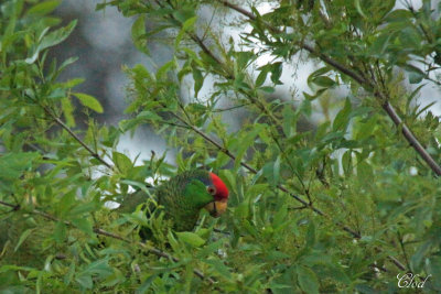 Amazone  joues vertes - Red-crowned Amazon