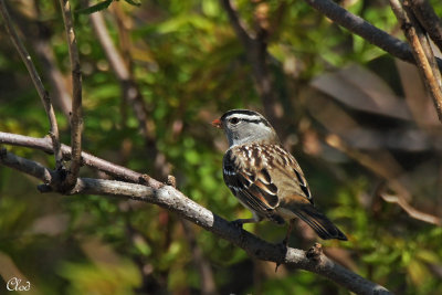 Bruant  couronne blanche - White-crowned Sparrow