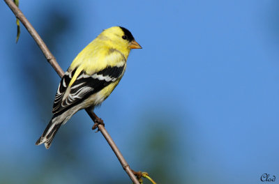 Chardonneret jaune  - American goldfinch