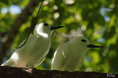Gygis blanche - White Tern 