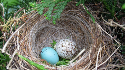 Nid de Bruant familier - Chipping Sparrow's nest