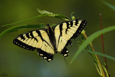 Papillon Tigr du Canada - Canadian Tiger Swallowtail