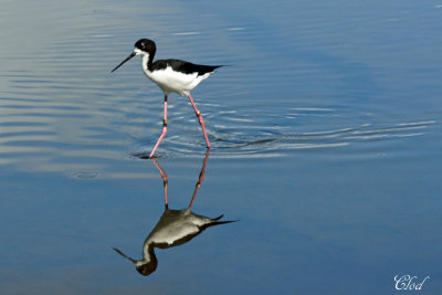 chasse dAmrique - Hawaian Stilt