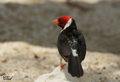 Paroare  bec jaune - Yellow-billed Cardinal