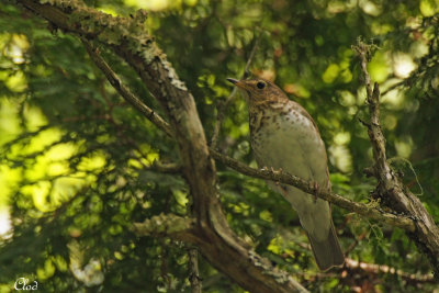 Grive  dos olive - Swainson's Thrush