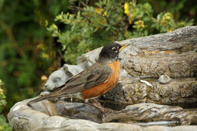 Merle d'Amrique - American Robin