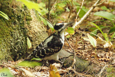 Pic Chevelu - Hairy Woodpecker juvenile