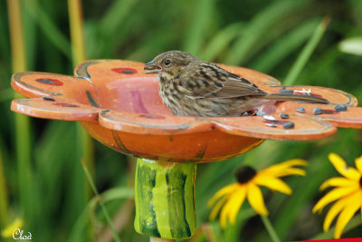 Bruant chanteur - Song Sparrow