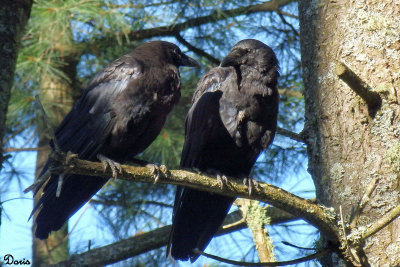 Corneilles d'Amrique - American Crow