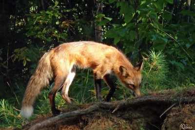 Renard roux - Red Fox