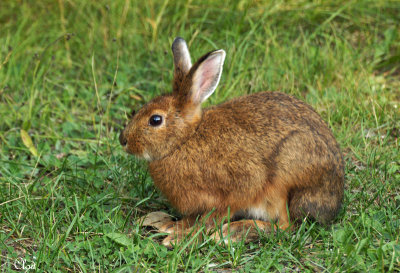 Lièvre d'Amérique - Snowshoe Hare