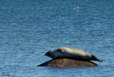 Phoque commun - Harbor Seal