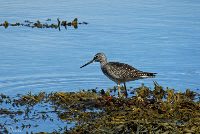 Grand Chevalier - Greater Yellowlegs