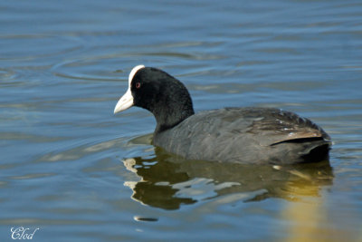Foulque d'Hawaii - Hawaiian Coot