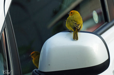 Sicale bouton-d'or - Saffron Finch