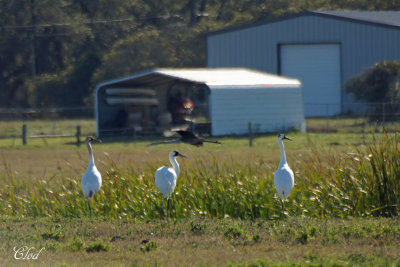 Grues blanches - Whooping Cranes
