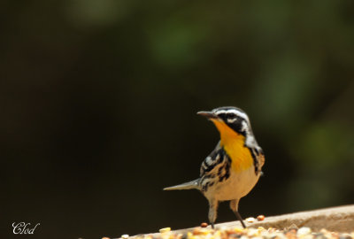 Paruline  gorge jaune - Yellow-throated warbler