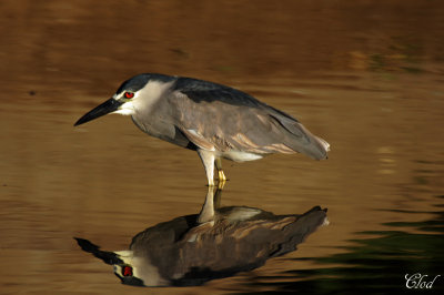 Bihoreau gris - Black-crowned night heron 