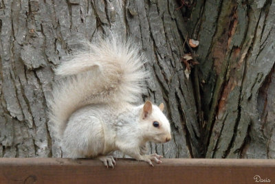 Écureuil gris leucique - Leucistic gray squirrel