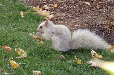 Écureuil gris leucique - Leucistic gray squirrel