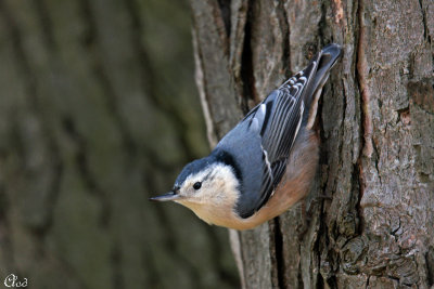 Sittelle  poitrine blanche - White breasted Nuthatch