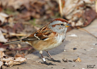 Bruant hudsonien - American Tree Sparrow