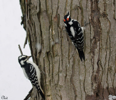 Pics chevelu - Hairy Woodpeckers