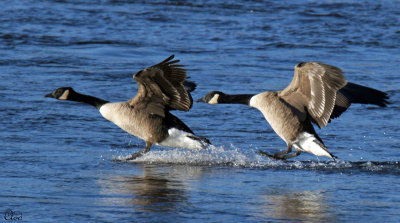 Bernaches du Canada - Canada Geese