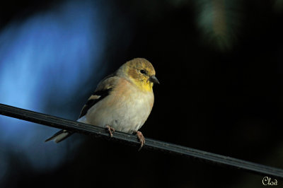 Chardonneret jaune - American Goldfinch