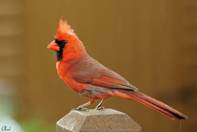 Oiseaux dans ma cour - My backyard birds