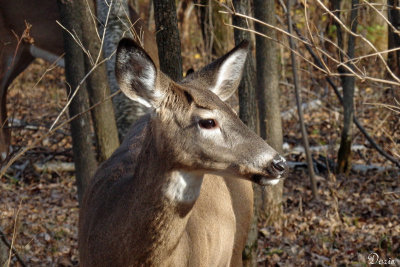 Cerf de Virginie - White-tailed Deer 