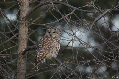 Chouette rayée - Barred Owl