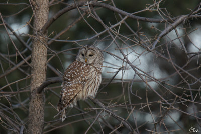 Chouette raye - Barred Owl