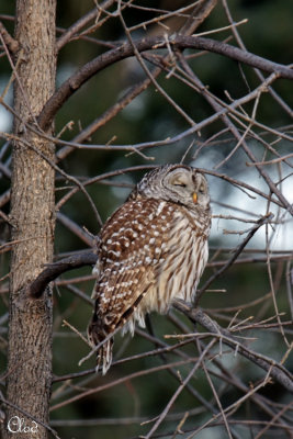 Chouette raye - Barred Owl