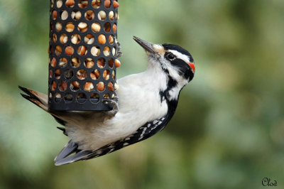 Pic Chevelu - Hairy Woodpecker 