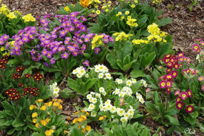 En attendant le retour du printemps - Spring is still far away !
