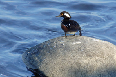 Harle couronn - Hooded Merganser