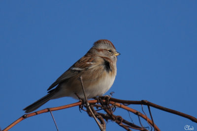 Bruant hudsonien - American tree Sparrow