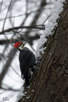 Grand Pic - Pileated Woodpecker