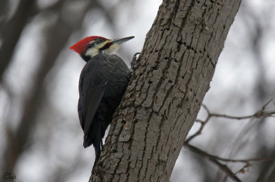 Grand Pic - Pileated Woodpecker