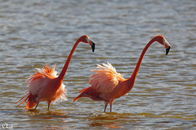Flamants des Carabes - American Flamingoes