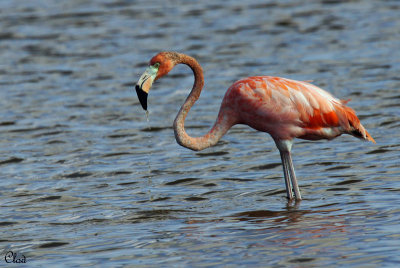 Flamant des Carabes - American Flamingo