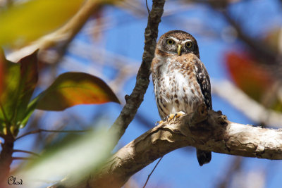 Chevchette de Cuba - Cuban Pygmy-Owl