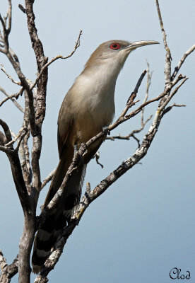 Tacco de Cuba - Great Lizard-Cuckoo