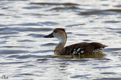 Dendrocygne des Antilles - West Indian Whistling-Duck