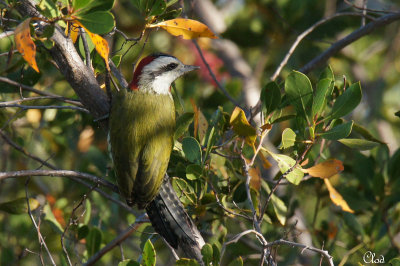 Pic poignard - Cuban Green-Woodpecker
