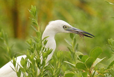 Aigrette bleue (juvnile) - Little blue Heron (juvenile)